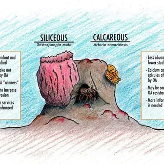 thumbnail for publication: Ocean Acidification: Effects on Sponges